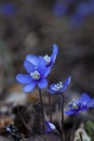 Blue anemones Royalty Free Stock Photo