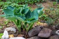 Blue Angel Hosta Funkia with lush leaf grows near garden pond. Blue Hosta leaves on blurred background of pond shore Royalty Free Stock Photo