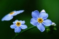 Blue angel's-eye flowers (Veronica chamaedrys)