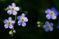 Blue angel's-eye flowers (Veronica chamaedrys)