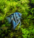 Blue Angelfish Royalty Free Stock Photo