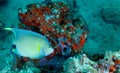 Blue Angelfish - Coral Reef Royalty Free Stock Photo