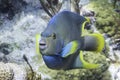 Blue Angelfish Royalty Free Stock Photo