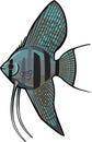 Blue Angelfish Royalty Free Stock Photo