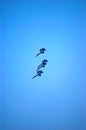 Blue Angels Performing Royalty Free Stock Photo