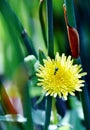 Blue Ant on a false Dandelion Royalty Free Stock Photo