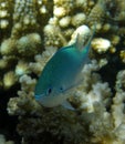 Blue Anthias Chromis in Coral Fiji Royalty Free Stock Photo