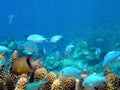 Blue Anthias in Coral Fiji Royalty Free Stock Photo