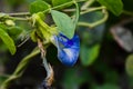 Blue Aparajita flower