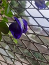 Blue aparajita flower for worship