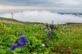 Blue aquilegia blooms against the background of mountains in the fog. Altai Krai.