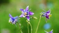 Blue aquilegia flowers