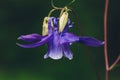 Blue Aquilegia vulgaris flower with unfocused background. Concept of wild flora