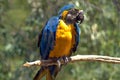 Blue ara. The Ara macaws are large striking parrots with long tails