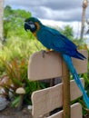 Blue Arara at Nature Beach