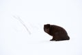 Beautiful blue arctic fox Alopex lagopus in the snow Royalty Free Stock Photo