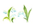  Lilies of the valley on white background, blue art watercolor blossom