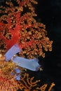 Blue ascidians and red coral Royalty Free Stock Photo