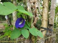 blue asia butterfly plea flower