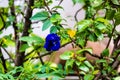 Blue Asian pigeonwing flower, Clitoria ternatea blooming in the garden