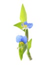 Asiatic dayflower on a white background