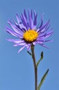 Blue aster daisy on blue sky backround