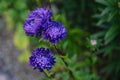 Blue aster flower. Blue flower background. Content plants and flowers.