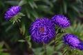 Blue aster flower. Blue flower background. Content plants and flowers.