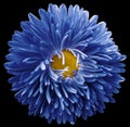 Blue aster flower,black isolated background with clipping path. Closeup. no shadows. For design.