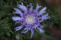 Blue Aster flower opens to the sun.