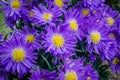 Blue aster flowers