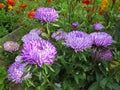 Blue asters Gray-haired lady in the garden