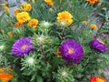 Blue asters Gray-haired lady and marigolds