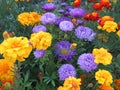 Blue asters Gray-haired lady and marigolds