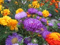 Blue asters Gray-haired lady and marigolds