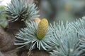 Blue Atlas Cedar