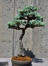 Blue Atlas Cedar Bonsai tree adorned with vibrant green branches Royalty Free Stock Photo