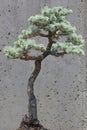 Blue Atlas Cedar Bonsai Tree