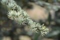 Blue atlas cedar