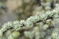 Blue atlas cedar