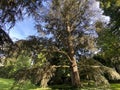 Blue Atlas Cedar / Cedrus atlantica `Glauca` / Die Blaue Atlaszeder oder Blaue Atlas-Zeder Glauca, Mainau - Constance, Germany