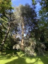 Blue Atlas Cedar / Cedrus atlantica `Glauca` / Die Blaue Atlaszeder oder Blaue Atlas-Zeder Glauca, Mainau - Constance, Germany