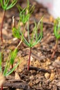 Blue Atlas Cedar Cedrus Atlantica seedling