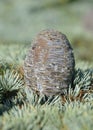 Blue Atlas Cedar Cone Royalty Free Stock Photo