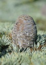 Blue Atlas Cedar Cone