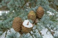Blue Atlas Cedar Cones and Needles in the Snow Royalty Free Stock Photo