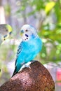 Blue Australian Budgerigar, Budgie