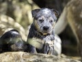 A blue Australian Cattle Dog (Blue Heeler) puppy playing in the river Royalty Free Stock Photo