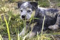 A blue Australian Cattle Dog (Blue Heeler) puppy playing outside