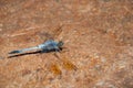 Blue Australian dragonfly